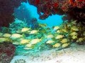 cayococo